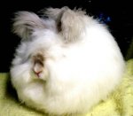 7dnei_english_angora_rabbits_03-300x262.jpg