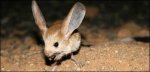 long_eared_jerboa-300x144.jpg