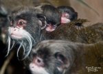 1248979933_emperor_tamarin004.jpg