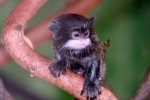 800px-Baby_tamarin-300x199.jpg