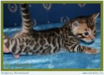 9737-kitten.jpg