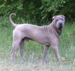 shar-pei.jpg