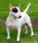 mini_bull_terrier.jpg