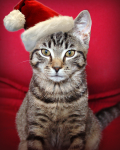 santa-cat.png