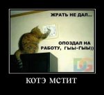 котэ мстит.jpg