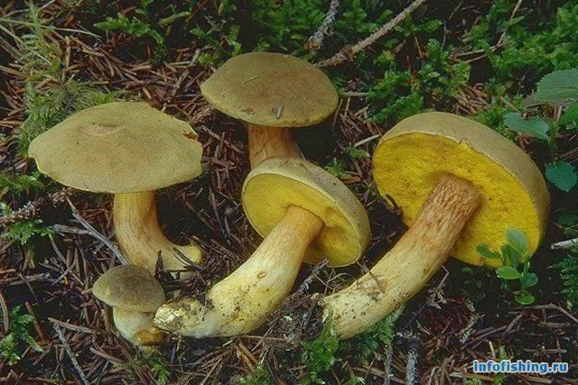 Как готовить грибы моховики